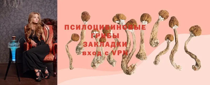 Псилоцибиновые грибы MAGIC MUSHROOMS  наркота  Сатка 